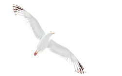 Free
