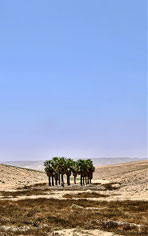 Lost Palms